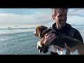 Cute beagle sees ocean for the first time [4K]