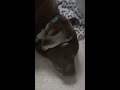 Chocolate labrador excitedly running in his sleep 💗