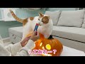 【貴重映像】今日はしゃべる猫がおウチにやって来た記念日です【関西弁でしゃべる猫】【猫アテレコ】
