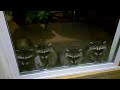 Pet Racoon squad...