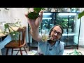 A guide on how to root Hoya cuttings