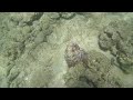 Octopus swimming