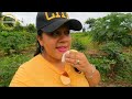 GUYANA 2024 - BIG FARM IN GUYANA / NICKY'S NATURAL FRUIT JUICES AND ICE CREAM