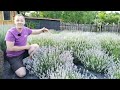Little Lady Lavender - Dwarf lavender for borders and containers!