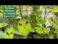 Companion Planting for Hydrangea in Part Shade | How To Build A Garden Border
