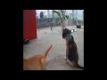 😸❤️ Best Cats and Dogs Videos 🙀😍 Funniest Animals 2024 # 20