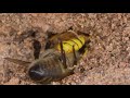 Beewolf wasp attacking bees