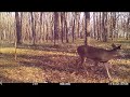 Doe Decoy stake