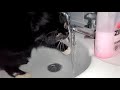 Slow Mo Kitten Drinking From The Tap.