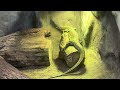 REPTILIA  ZOO  -  LONDON, CA - TIKA TIKA MARVO -  LIKE, SHARE  AND SUBSCRIBE -