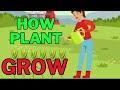 How Plant Grow Explain For Kids Learning Answer Question Video For Kids. Flash cards. For kids.