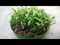 Grow coriander easily at home | Grow from seeds