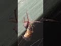 Queen Wasp versus Spider