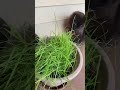 Lady Aurora & Storm Enjoying Their Cat Grass