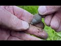 ⚡️STUNNING⚡️ Metal Detecting inc. SILVER denarius of Geta!