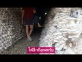 @ฟาร์มเห็ด ออแกนิค organic mushroom farm in Thailand