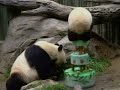 Panda's Birthday Cake