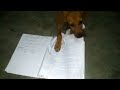 Cuando mi perro SI se come mi tarea. When my dog is eating my homework