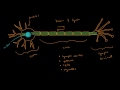 Microtubules | Cells | MCAT | Khan Academy