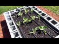 Garden Update #2  6/12/16