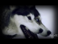 Huskies - sᴛᴇᴘ ᴏᴜᴛ