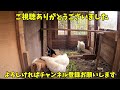 【悲報】オス鶏同士が挑発し合う小屋になりました…  200話目