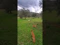 Walking Dogs on cloudy day through the olive trees .