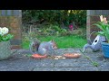 Cat TV for Cats to Watch 😸 Birds & Squirrels Play on the Patio 🕊️ Videos for Cats