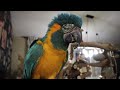 Ava ATTACKS?! | Training Macaws to Get Along