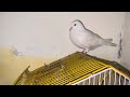My beautiful parrot austrian bird Lifestyle By Muzammil Vlog