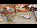 1 Hour of Mixed Aviary Birds - Gouldian Finch, Carary, Quail, Zebra Finch and more!