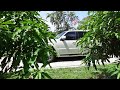 Late Season Mangos In My Yard:  Mango Trees update August 2024