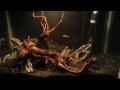 My 5.5 Gallon Tank with Paint Fire Red Cherry Shrimp