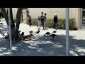 Canadian geese at the Library