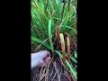 How to Weave a Basket with Day Lily and Iris Foliage | Basket Weaving for Beginners