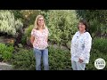 Drought-Tolerant Garden Tour in California 🌼 Talk & Tour | Rebecca Sweet