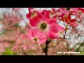 Pink Flowering Dogwood “CORNUS FLORIDA” || Not All Flowering Trees Are Cherryblossoms ​​⁠