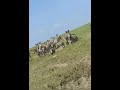 wildebeest migration cross the road