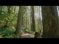 Amazing Oregon Waterfalls in 4K - Nature Walking Tour with Relaxing Forest Sounds