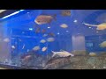 Mushrif Fish Market Live Fish In Aquarium