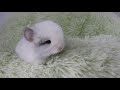 Ramses - White Violet Boy - Royal Persian Angora - 1 Monat alt