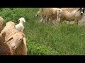 Kambing lucu, hewan lucu, hewan ternak, kumpulan kambing, suara kambing, anak kambing lucu
