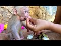 Poor baby monkey hungry fell asleep on the mountain while waiting for his mother to come home.