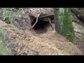 Wild wolf pups and wolf mother preparing the dens