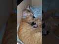 #fypviral #motherlove and the babies kittens cats new babies kittens cats guys mommy tali