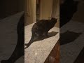 Magenta chasing her tail