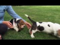 European basset hound puppies at 7 weeks