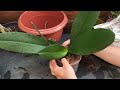 Como replantar uma orquídea phalaenopsis de uma maneira simples e segura.