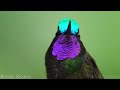 Tropical Birds with Names and Sounds in 4K - Scenic Relaxation Film