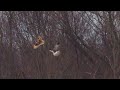 Short Eared Owl & Northern Harrier